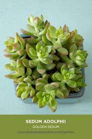 Dark green succulent with red tips. Sedum Adolphii Golden Glow Succulents And Sunshine Sedum Adolphii Sedum Succulent Gardening