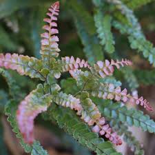 Image result for Adiantum hispidulum