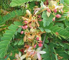 Image result for Tamarindus