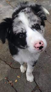 Echo Border Collie Beautiful Dogs Animal Smile Animals Beautiful