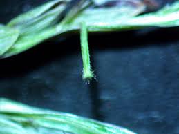 Image result for Digitaria ternata