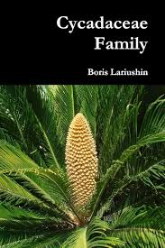 Image result for Cycadaceae