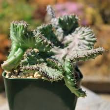 Image result for Huernia procumbens