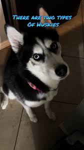 There really are two types!! Harley & Logan types! #trending #dogmom  #dogmomlife #huskysoftiktok #rescue #rescuedog #trendingvideo #huskylove  #doglover #huskylife #rescueanimals #huskylove ...