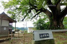 大阪府 蟻無神社境内の野間大ケヤキ 写真素材 [ 4670043 ] - フォトライブラリー photolibrary