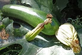Why are my zucchini rotting on the end. Blossom End Rot Poor Pollination Id Solutions Garden Mentors