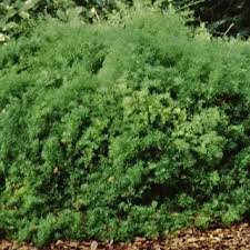 Image result for A. densiflorus Sprengeri