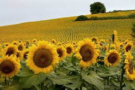 This Aerial Video Of A Sunflower Field Is Just What Your Monday Needs Sunflower Fields Flower Landscape Sunflower Garden