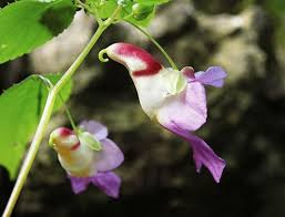 Image result for Habenaria bequaertii