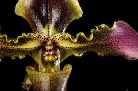Image result for Paphiopedilum