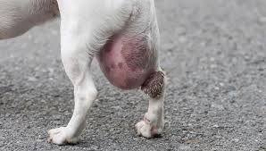 It is the easiest to surgically remove and has the highest chances of complete recovery. My Dog Has A Bump On Her Private Area 14 Reasons Why With Pictures