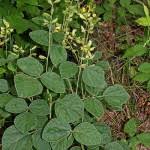 Image result for Rhynchosia mannii