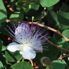 Image result for Capparis citrifolia
