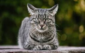 Ini dapat mengakibatkan kelelahan fisik dan tegangan mental. Siap Grak Selamat Hari Kucing Sedunia 5 Inilah Fakta Soal Hewan Berbulu Begini Perlu Anda Tahu