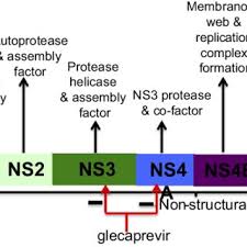 In cell cultures, the emergence of amino acid. Pdf Glecaprevir Pibrentasvir For The Treatment Of Chronic Hepatitis C Design Development And Place In Therapy