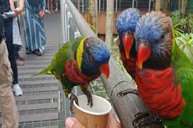 Namanya burung rangkong atau burung enggang. Enggang Nan Jenaka Hingga Chawang Yang Garang Traveling Bisnis Com