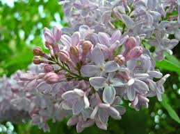 Flieder Flieder Garten