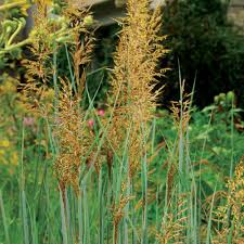 Image result for Sorghastrum