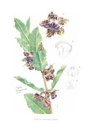 Image result for Pachycarpus concolor