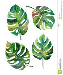 Split Leaf Philodendron Watercolor On White Background Vector Download From Over 61 Million High Quality Stock Ph Leaf Drawing Tropical Art Leaf Illustration