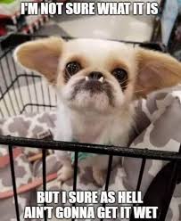 I Actually Understood That Reference Funny Animal Photos Cute Animals Funny Animals