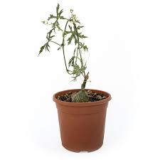 Image result for Cissus