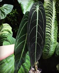 Pin On Plants