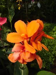 Image result for Cannaceae