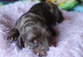 Adopt dachshund dogs in texas. Chocolate Dapple Miniature Dachshund At Muddy River Dachshunds Please Visit Our Website Dachshund Puppy Miniature Dachshund Puppies Dachshund Puppies For Sale