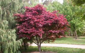Red Select Japanese Maple 1 Gallon Japanese Maples Buy Plants Online Acer Palmatum Ornamental Trees Japanese Maple