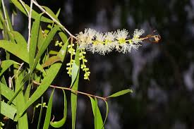 Image result for Melaleuca leucadendron