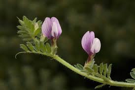 Image result for Vicia