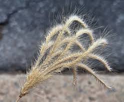 Image result for Chloris virgata