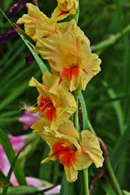 Image result for Gladiolus microspicatus