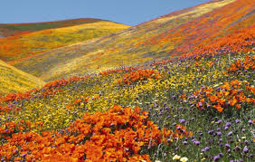 Maybe you would like to learn more about one of these? 10 Taman Bunga Paling Indah Di Dunia Travel Dream Co Id