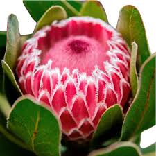 Image result for Protea rupestris