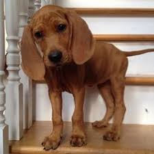 We did not find results for: Redbone Coon Hound