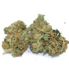 Image result for Psydrax locuples