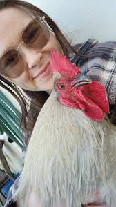 Bonding with pet bantam cochins