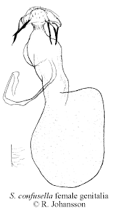 Image result for Stigmella confusella