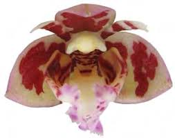 Image result for Cynorkis symoensii