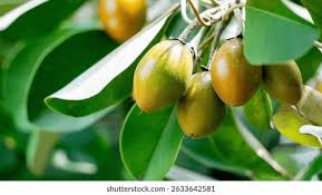 Image result for Manilkara kauki