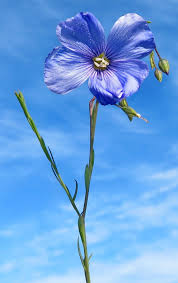 Image result for Linum