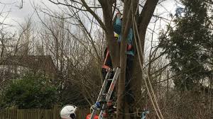 I put it in my shirt. Peterborough Woman Stuck Up Tree In Botched Cat Rescue Bbc News