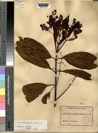 Image result for Corynanthe