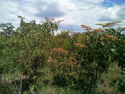Image result for Julbernardia paniculata