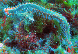 Millipedic Sea Worm