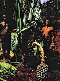 Image result for Pandanus chiliocarpus