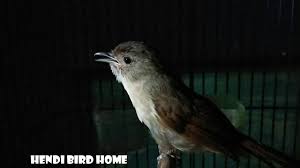 Ciri khas dari suara burung flamboyan. Ciri2 Burung Flamboyan Jantan 1 Ciri Burung Jantan Untuk Bulu Bagian Kepala Akan Terlihat Lebih Cerah Dibanding Betina