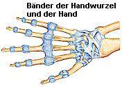Medizinfo Gelenkanatomie Bander